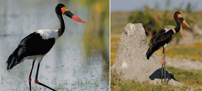 Saddlebilled Stork