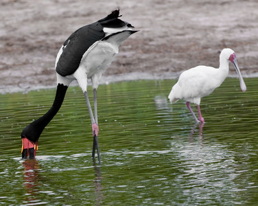 Saddlebilled Stork