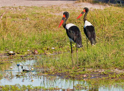 Saddlebilled Stork
