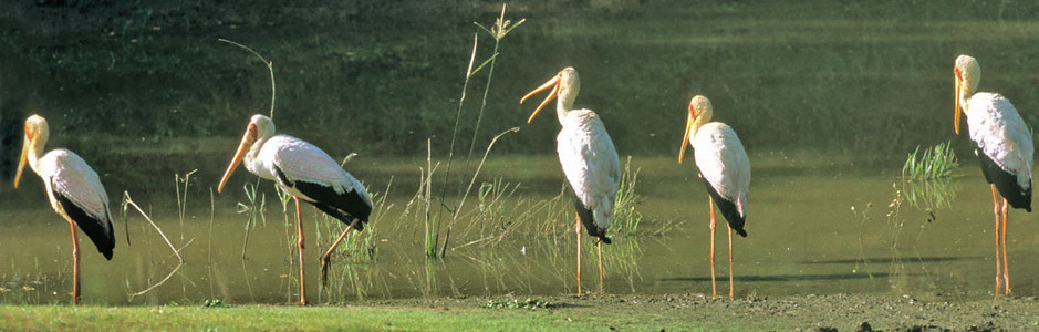 Yellowbilled Stork