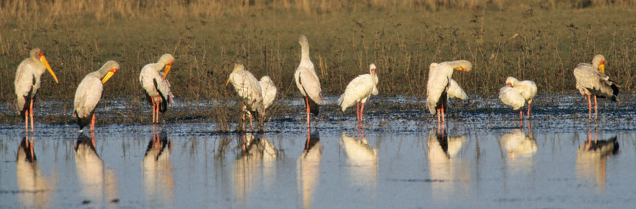 Yellowbilled Stork