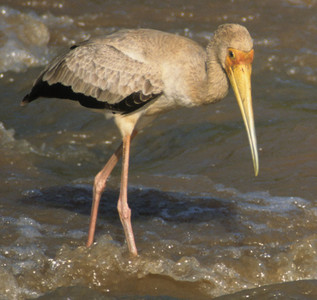 Yellowbilled Stork