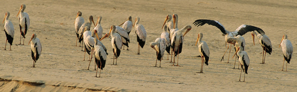 Yellowbilled Stork