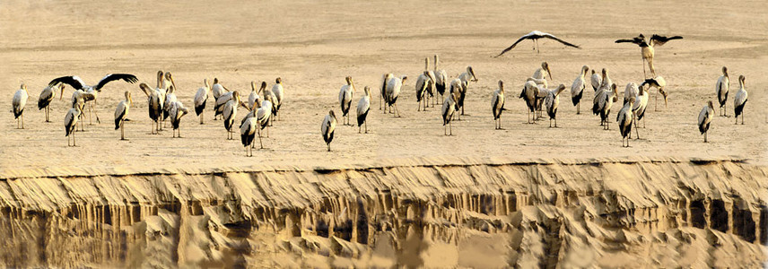 Yellowbilled Stork