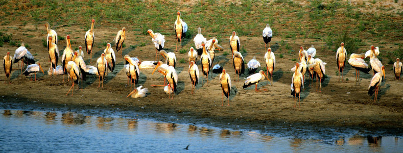 Yellowbilled Storks