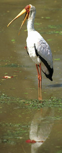 Yellowbilled Stork