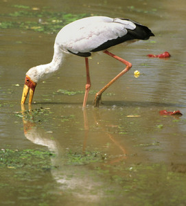 Yellowbilled Stork fishing