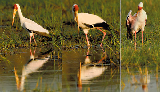 Yellowbilled Stork