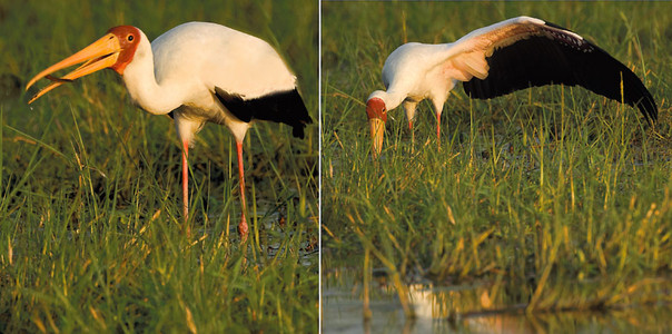 Yelbilled Stork-2 im.