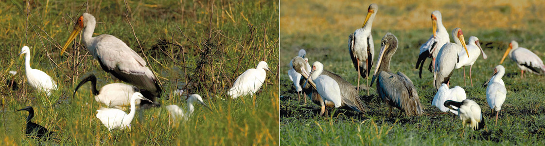 Yellowbilled Storks-2 im