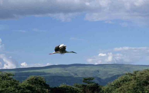 Yellowbilled Stork