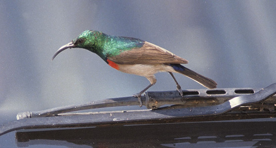 Miombo Doublecollared Sunbird