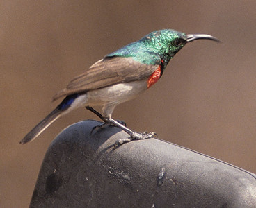 Miombo Doublecollared Sunbird