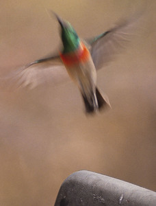 Miombo Doublecollared Sunbird