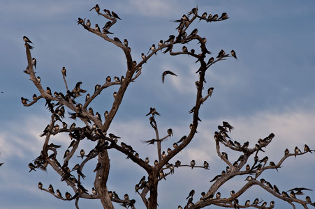 European Swallows