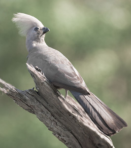 Gray Lourie