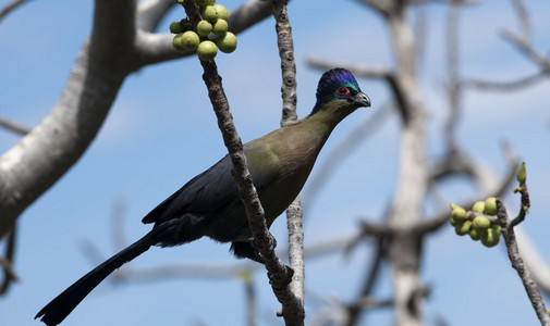 11Turaco-PurpleCrested6.jpg