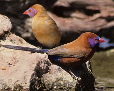 Waxbills: Violeteared, Blackcheeked