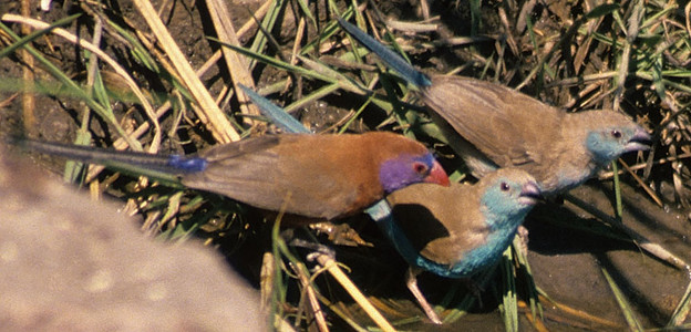 Waxbills: Violet-Eared, Blue