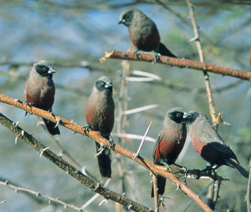 Blackcheeked Waxbills