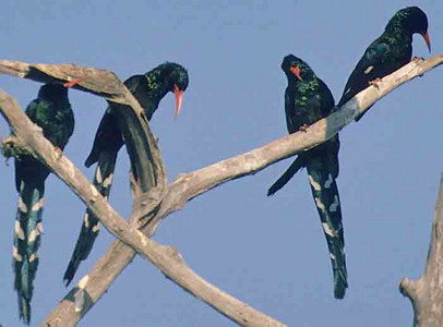 Redbilled Woodhoopoes