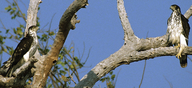 African Hawk Eagle