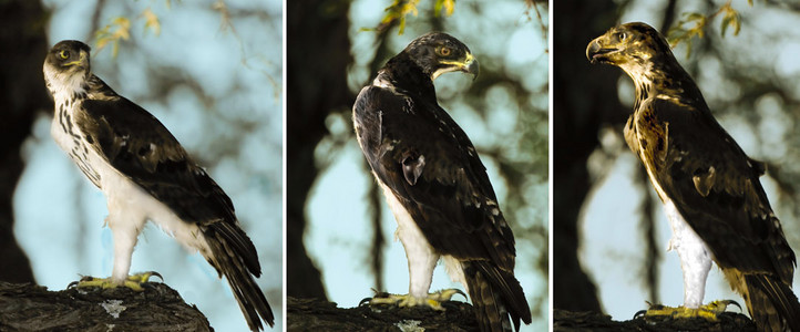 African Hawk Eagle