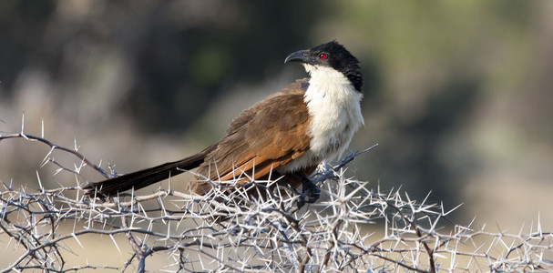 African Hawk Eagle