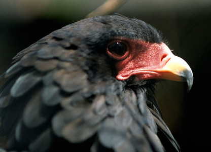 Bateleurs