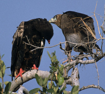 Bateleurs