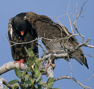 Bateleurs