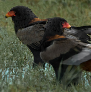 Bateleur