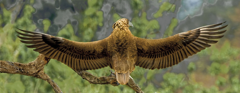 Bateleur