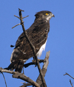 Blackbreasted Snake Eagle