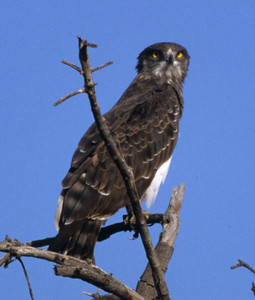 Blackbreasted Snake Eagle