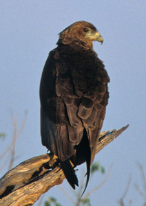 Brown Snake Eagle