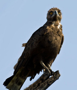 Brown Snake Eagle