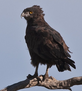 Brown Snake Eagle