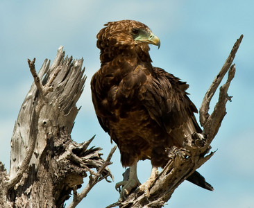 Brown Snake Eagle