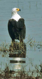 Fish Eagles