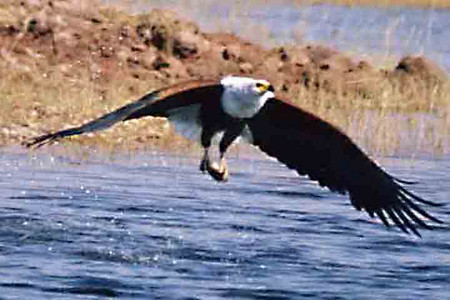 Fish Eagle - 3rd Image