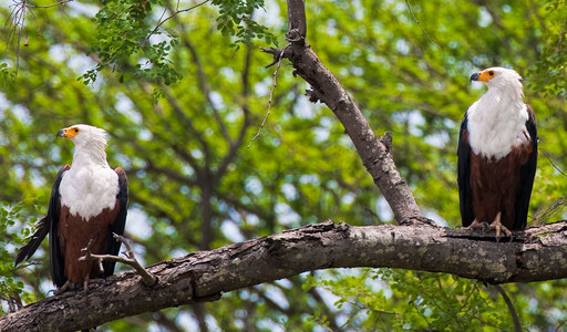Fish Eagle Pair