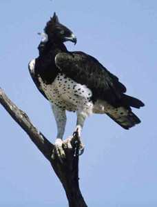 Martial Eagle