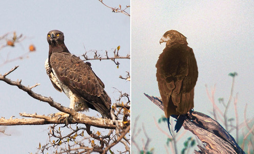 Martial Eagle