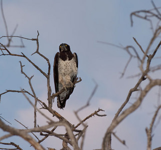 Martial Eagle