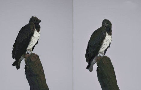 Martial Eagle