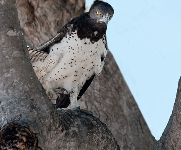 Martial Eagle