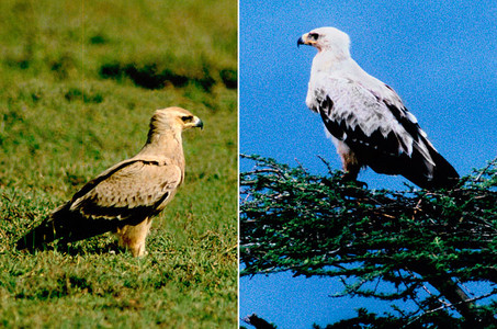 Tawny Eagles
