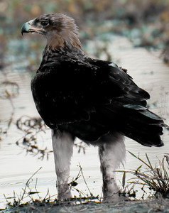 Tawny Eagle