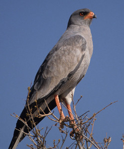 Chanting Goshawk